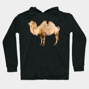 Funky Camel Hoodie